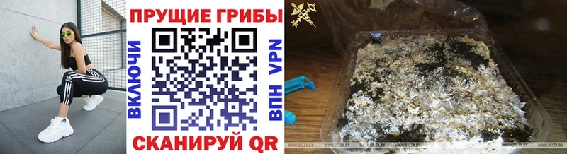 blacksprut ТОР  где купить   Райчихинск  Псилоцибиновые грибы Psilocybine cubensis 